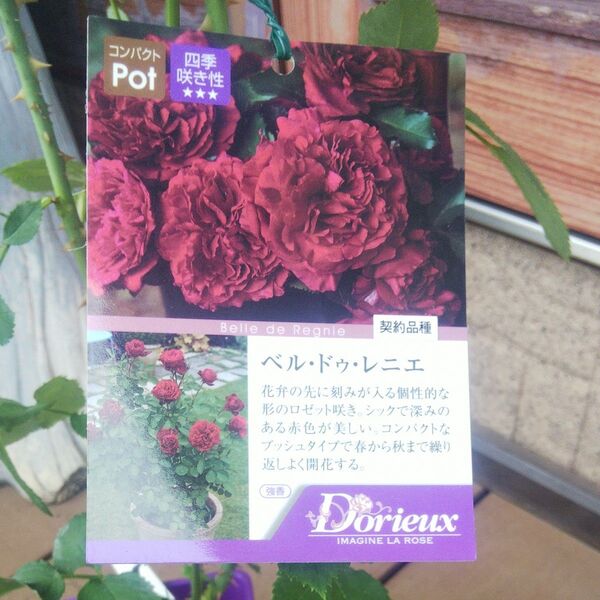 バラ苗 ベル・ドゥ・レニエ 接木新苗 強香 正規品 4号 薔薇 苗 ラスト