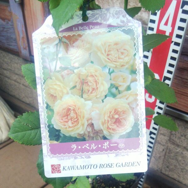 バラ苗 ラ・ベル・ポー 接木新苗 強香 正規品 4号鉢 薔薇 苗 シュラブ ラスト