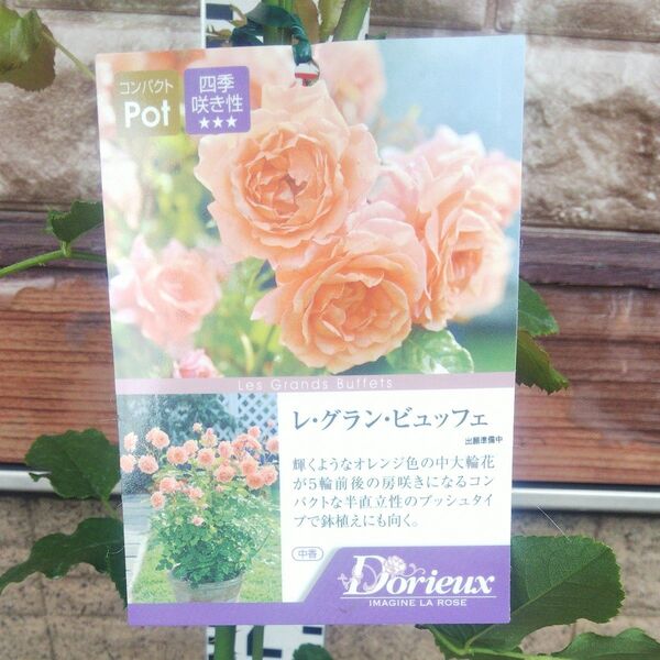 バラ苗 レ・グラン・ビュッフェ 接木新苗 中香 正規品 4号鉢 薔薇 苗