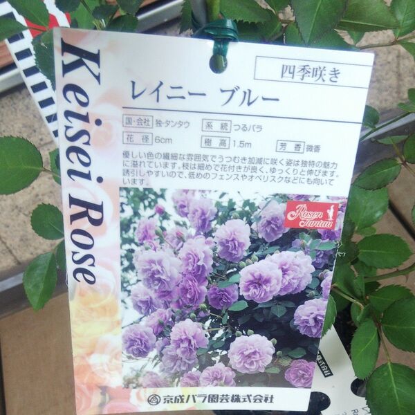 つるバラ レイニーブルー 接木新苗 中香 強健 正規品 4号 バラ苗 薔薇 苗