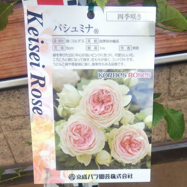 バラ苗 パシュミナ 接木新苗 強健 正規品 4号 薔薇 苗