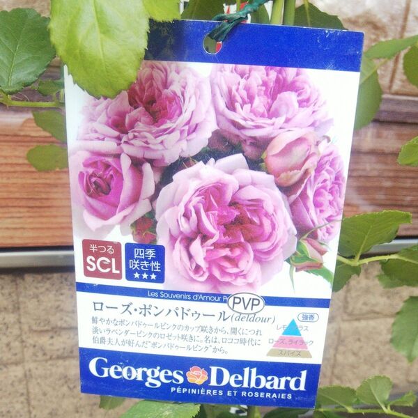 バラ苗 ローズポンパドール 接木新苗 強香 強健 正規品 4号鉢 半つる 薔薇 苗 ラスト