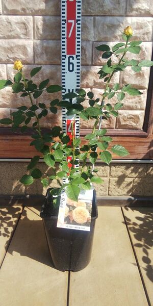 バラ苗 カントリートレンドセッター 接木中苗 正規品 6号鉢 薔薇 苗 新品種