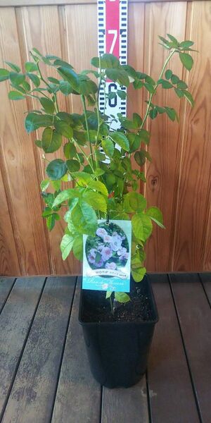 バラ苗 モチーフ 接木中苗 正規品 シュラブ 6号鉢 薔薇 苗 契約品種 ラスト