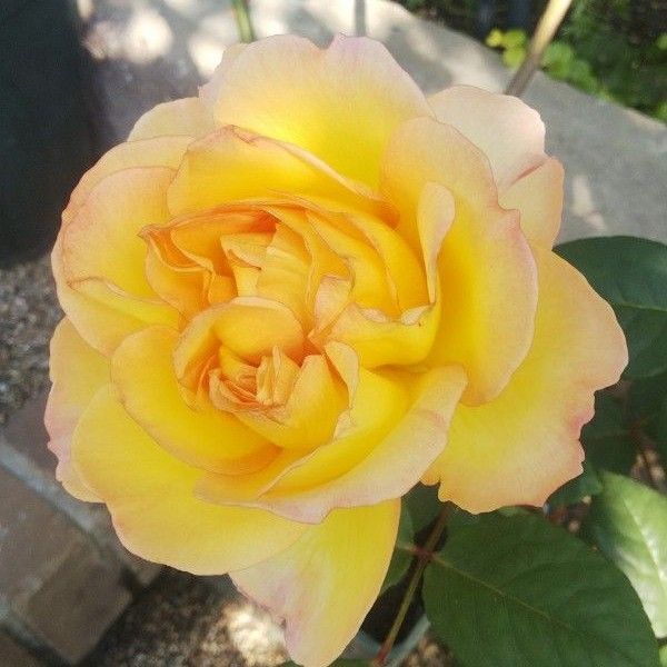 バラ苗 レモン 接木中苗 強香 契約品種 6号鉢 薔薇 苗 ラスト
