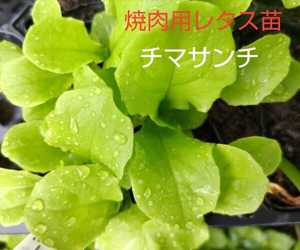 焼肉用レタス苗、10本、厳選した土で、育てています。包装、お箱代込み、
