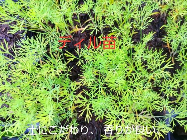 ディル苗、10本、田舎の美味しい水道水で、育てています。包装、お箱代込み、