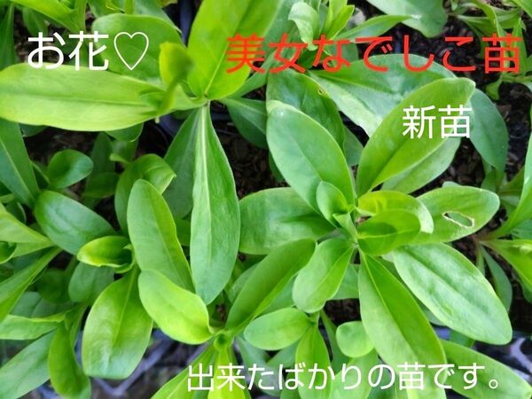 美女なでしこ苗、8本、厳選した土で、育てています。包装、お箱代込み、