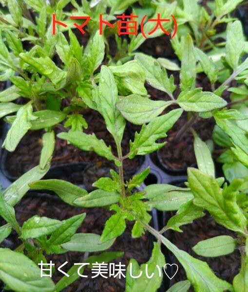 トマト苗(大)5本、お試し、美味しいお水で、育てています。包装、お箱代込み、
