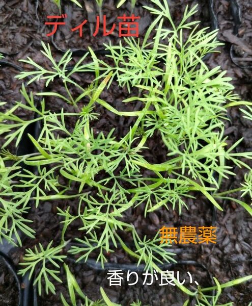 ディル苗、15本、田舎の、美味しい水道水で、育てています。包装、お箱代込み、