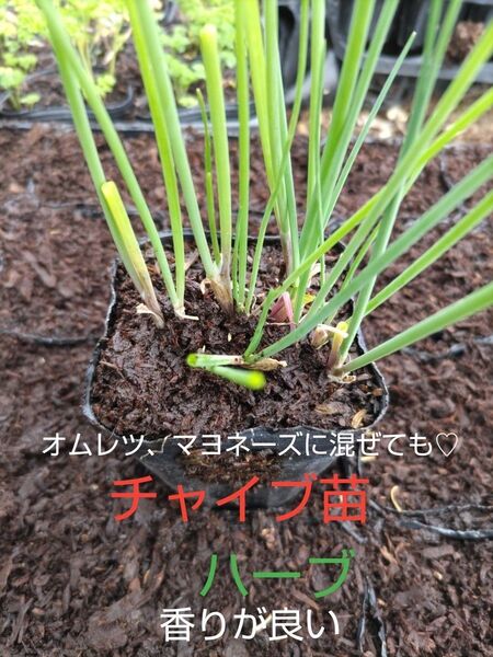 チャイブ苗、10本、田舎の、美味しい水道水で、育てています。包装、お箱代込み、