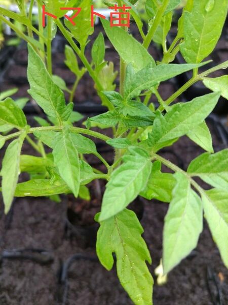トマト苗、3本、美味しいお水で、育てています。包装、お箱代込み、