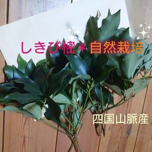 しきび しきみ 樒 自然栽培