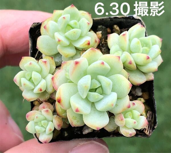 ペレスデラロサエピンクエッジ 抜き苗 鉢内全部 多肉植物 エケベリア