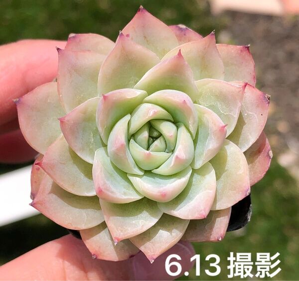 ピンククリスタルローズ 抜き苗 多肉植物