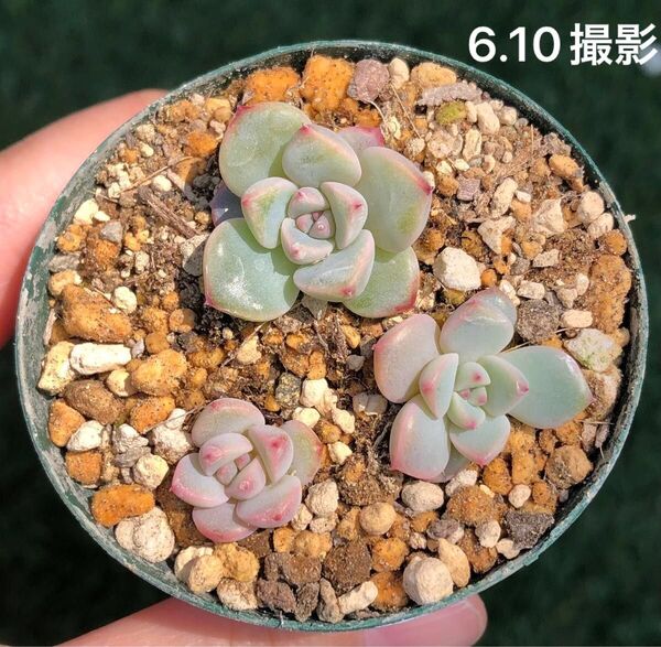 ピンクプリティ×ピンクザラゴーサ 葉挿し苗 3頭 抜き苗 多肉植物 エケベリア