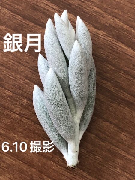 銀月 カット苗 セネシオ 多肉植物