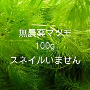 無農薬 マツモ100g メダカ 金魚 エビ水槽に 産卵床