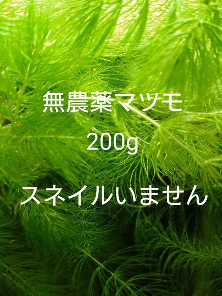 無農薬 マツモ 200g メダカ 金魚 エビ水槽に 産卵床