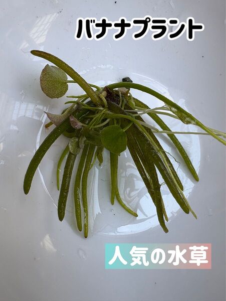 人気★水草★バナナプラント★増やす用★ハナガガブタ★ビオトープ 睡蓮鉢 メダカ