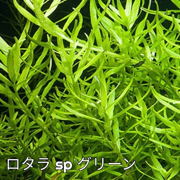 ロタラ sp グリーン 10本
