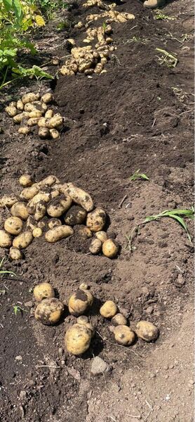 静岡県産 新じゃがいもキタアカリ 無農薬 1.4KG