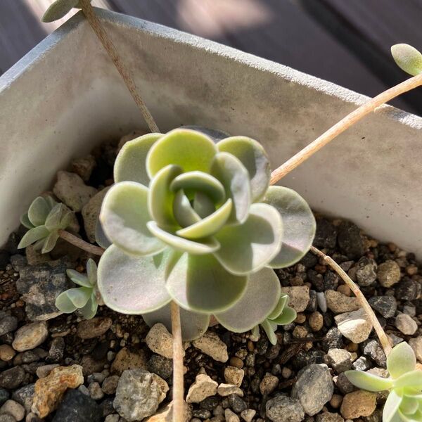 ☆多肉植物☆子持ち蓮華根付き苗☆