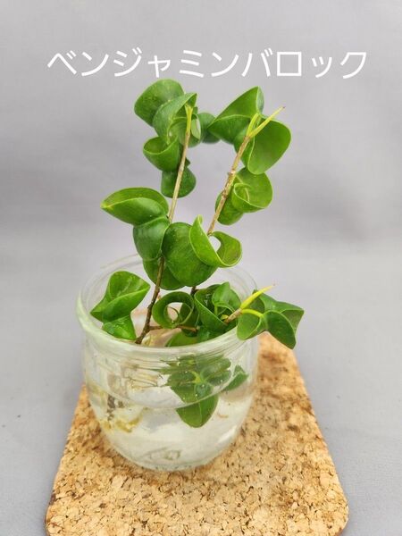 観葉植物 ベンジャミンバロック 3本セット