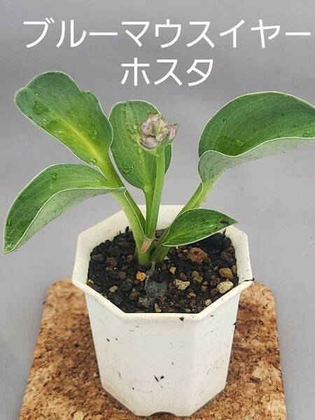 ホスタ ブルーマウスイヤ-