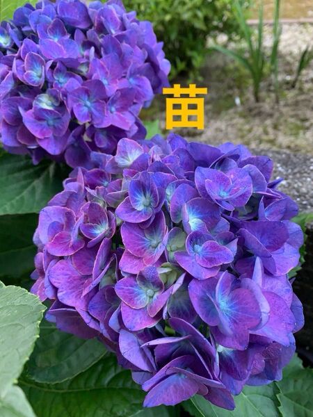 紫陽花 あじさい苗 濃いブルー〜秋色 花苗抜き苗 挿木苗 グリーンブルーピンク 大輪 ガクアジサイ 根付き