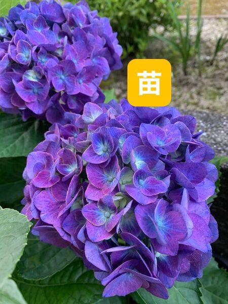 紫陽花 あじさい苗 濃いブルー〜秋色 花苗抜き苗 挿木苗 グリーンブルーピンク 大輪 ガクアジサイ 根付き