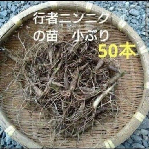 北海道産 行者ニンニク 根のみ 小苗 50本 お試し ネコポス発送