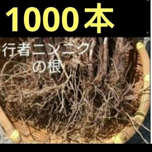 北海道産 行者ニンニク 球根の束 根のみ 100〜120サイズ発送 1000本