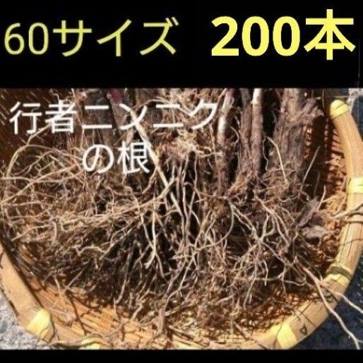 北海道産 行者ニンニク 球根の束 根のみ 60サイズ発送 200本