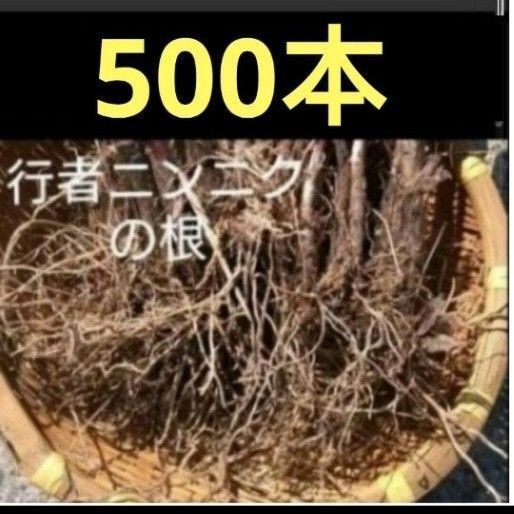 北海道産 行者ニンニク 球根の束 根のみ 100サイズ発送 500本