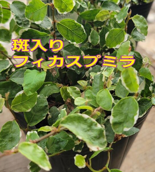 『斑入りフィカス・プミラ』3号ポット苗 土付き抜き苗 1ポット分 つる性植物 観葉植物