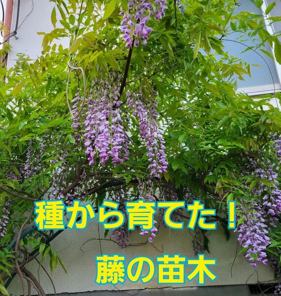『種から育てた藤の苗木・紫』4号ポット苗 土付き抜き苗 1ポット(1本)つる性植物