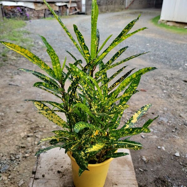 『クロトン・リュウセイ』現品 4号鉢植え 鉢ごと発送 観葉植物