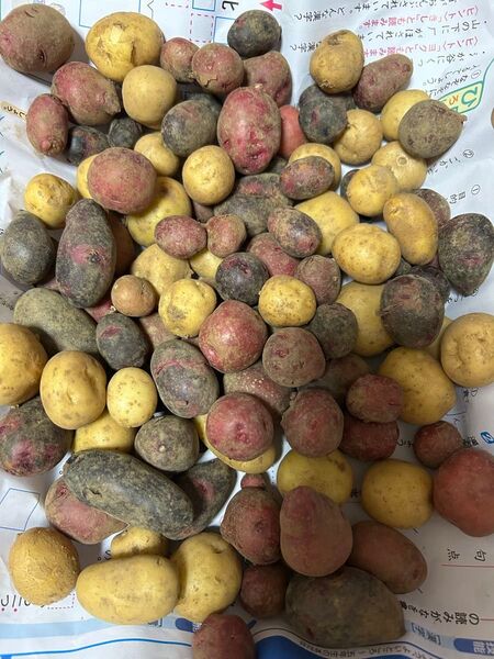 野菜 ミニ新ジャガイモ ネコホス 900グラム