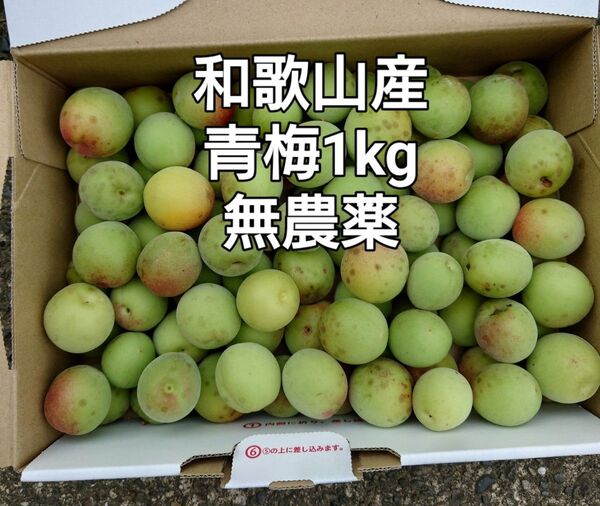 青梅1kg無農薬