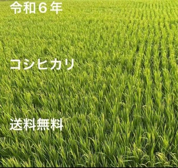 令和6年収穫 岐阜県郡上市産コシヒカリ玄米 30キロ