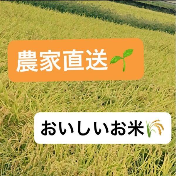 【農家直送】令和6年産 広島県産無洗米コシヒカリ5kg