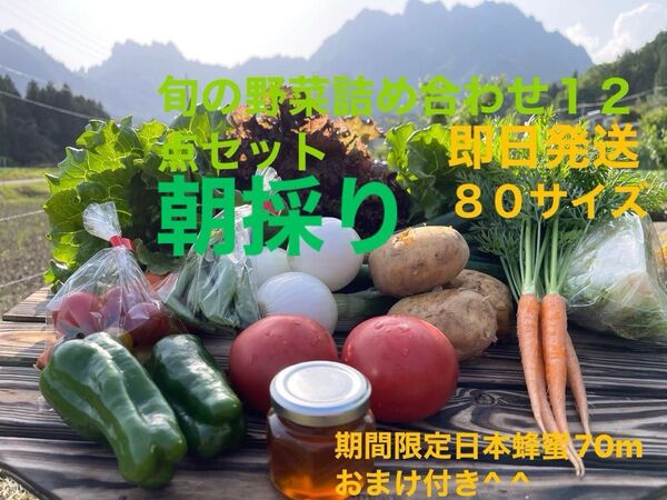 旬の野菜詰め合わせ12点セット 期間限定日本蜂蜜70mおまけ付き^ ^ 80サイズ