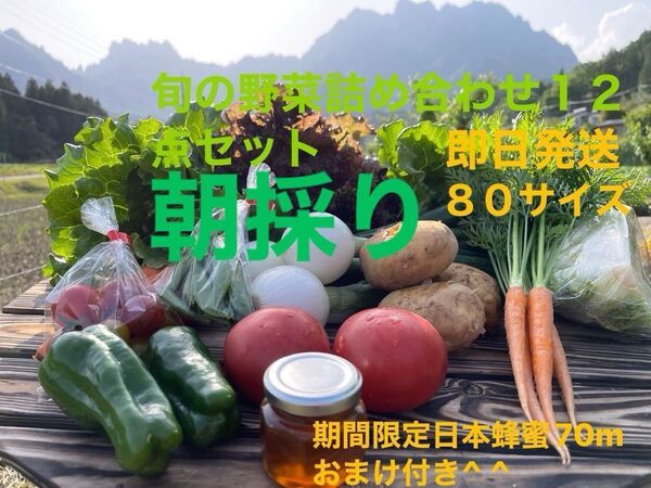 旬の野菜詰め合わせ12点セット 期間限定日本蜂蜜70mおまけ付き^ ^ 80サイズ