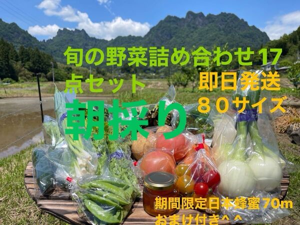 旬の野菜詰め合わせ17点セット!!期間限定日本蜂蜜70mおまけ付き^ ^ 80サイズ