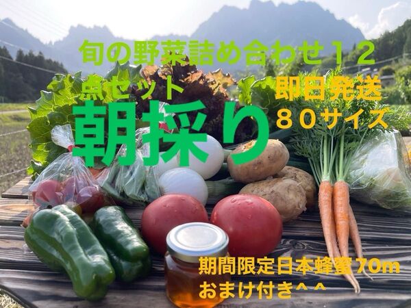 旬の野菜サラダ12点セット !!期間限定日本蜂蜜70mおまけ付き^ ^ 80サイズ