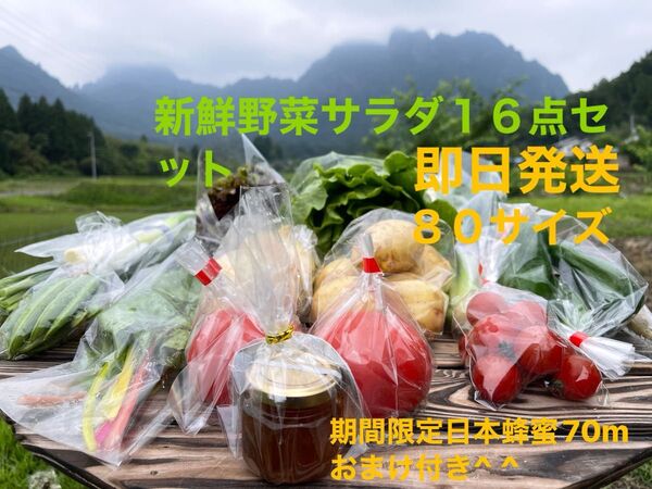 新鮮野菜サラダ16点セット 期間限定日本蜂蜜70mおまけ付き^ ^ 80サイズ