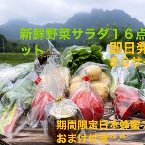 新鮮野菜サラダ16点セット 期間限定日本蜂蜜70mおまけ付き^ ^ 80サイズ