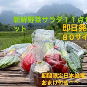 新鮮野菜サラダ11点セット 期間限定日本蜂蜜70mおまけ付き^ ^ 60サイズ