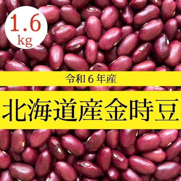 【新豆/1.6kg】令和6年産 北海道産 大正金時豆 金時豆 乾燥豆